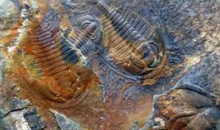 含三叶虫化石的地层 含三叶虫化石的地层是什么时代